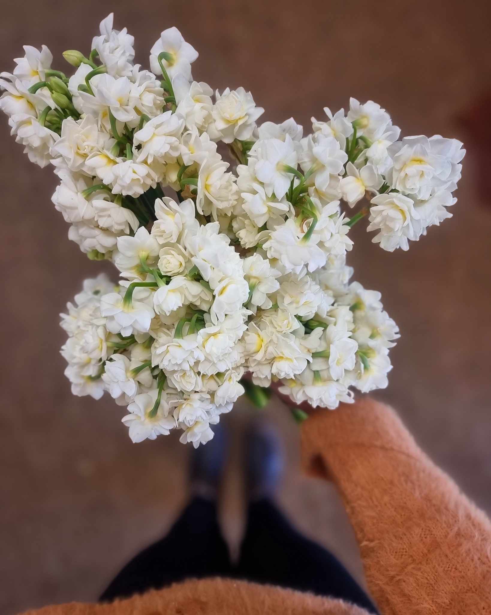 Jonquils!