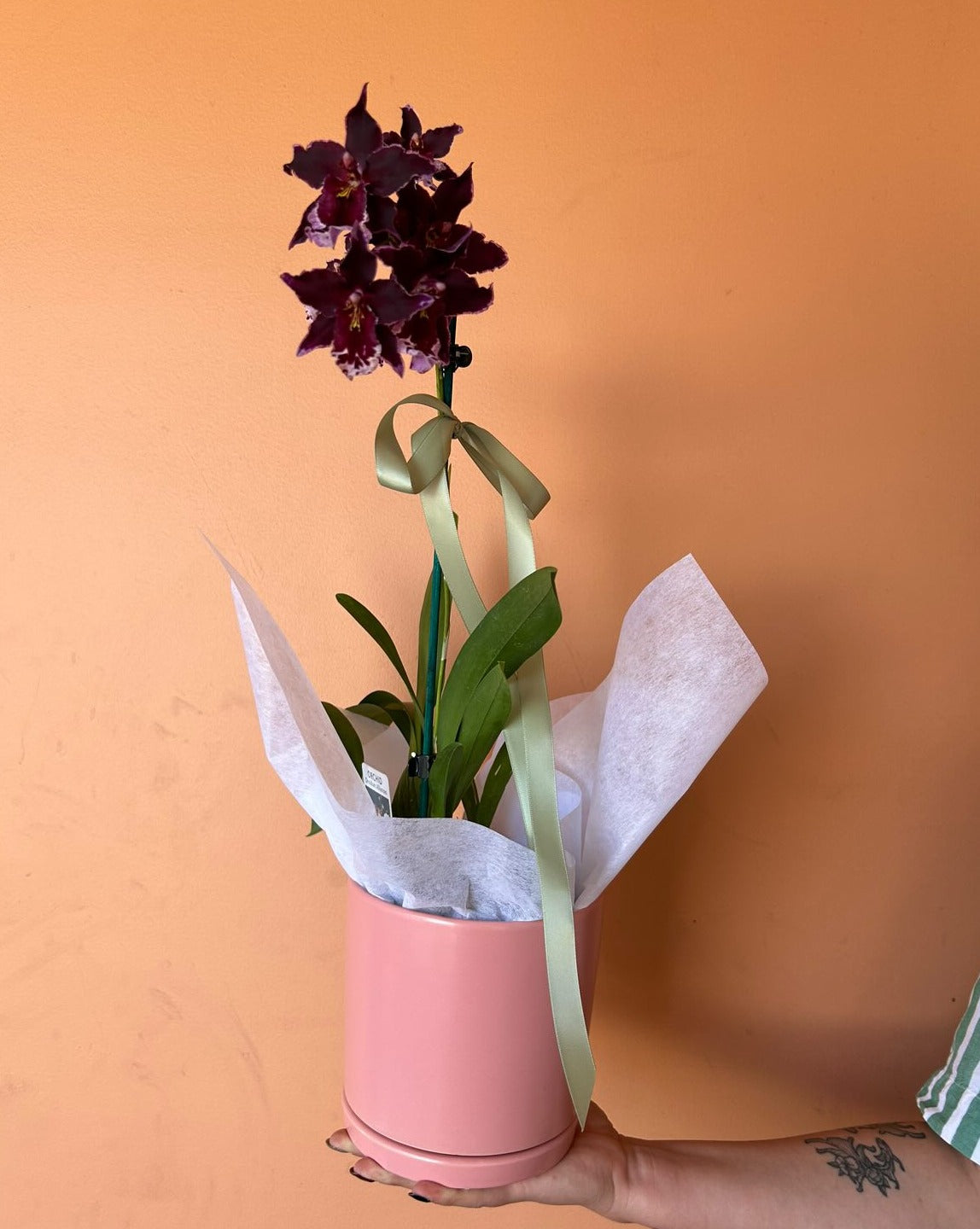 Mini Orchid in Pot - Coloured