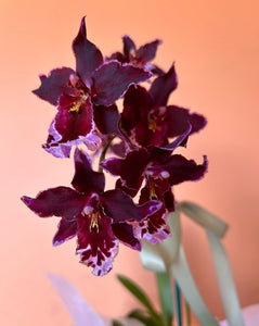 Mini Orchid in Pot - Coloured