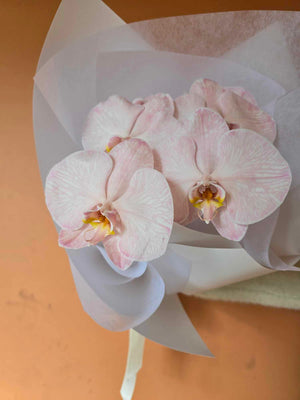 Phalaenopsis Orchid Stem