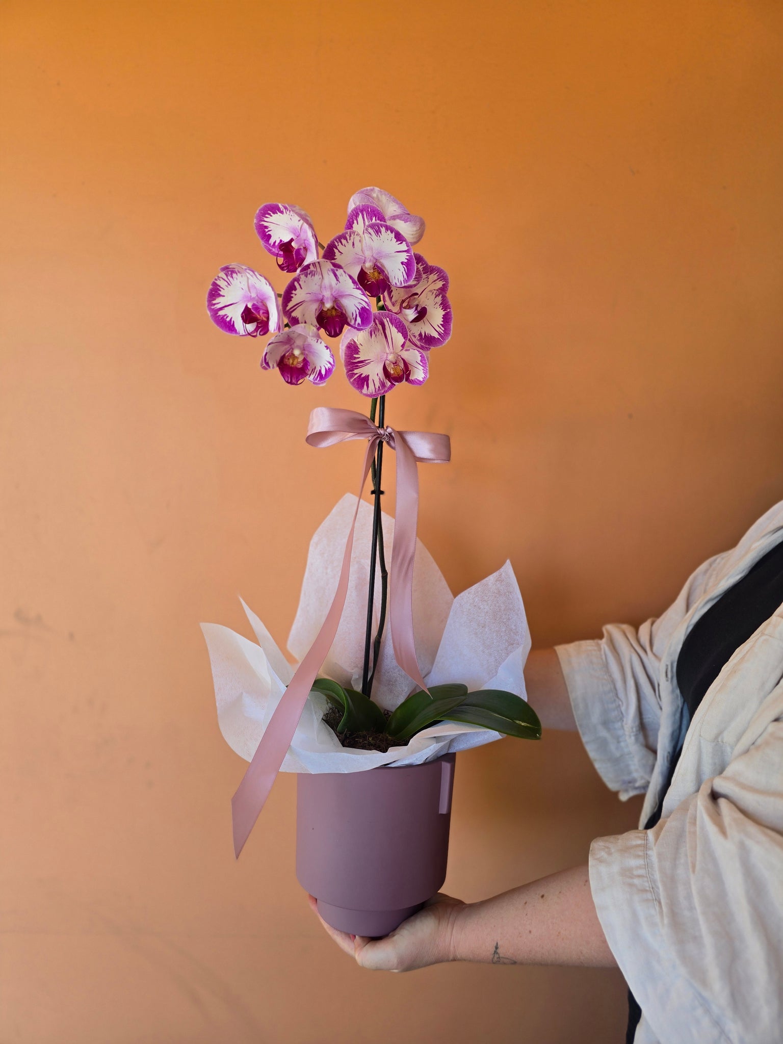 Phalaenopsis Orchid Plant & Pot - Coloured