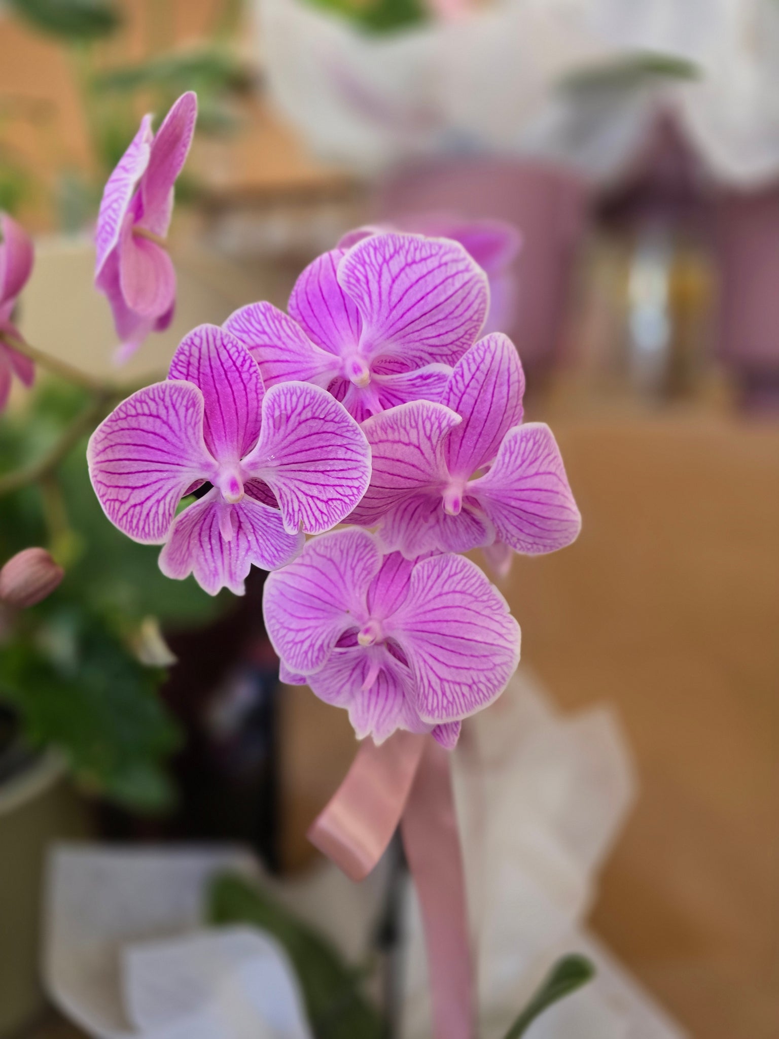 Phalaenopsis Orchid Plant & Pot - Coloured