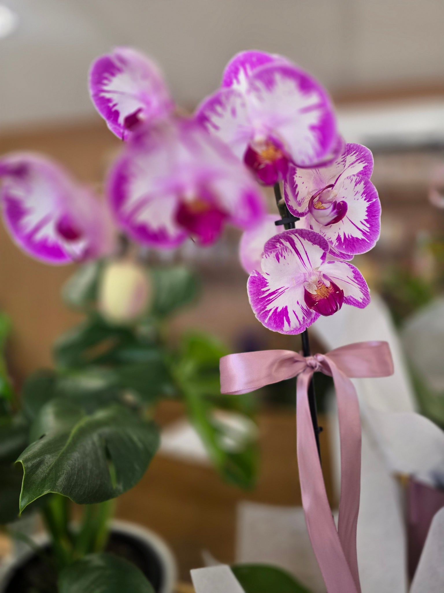 Phalaenopsis Orchid Plant & Pot - Coloured