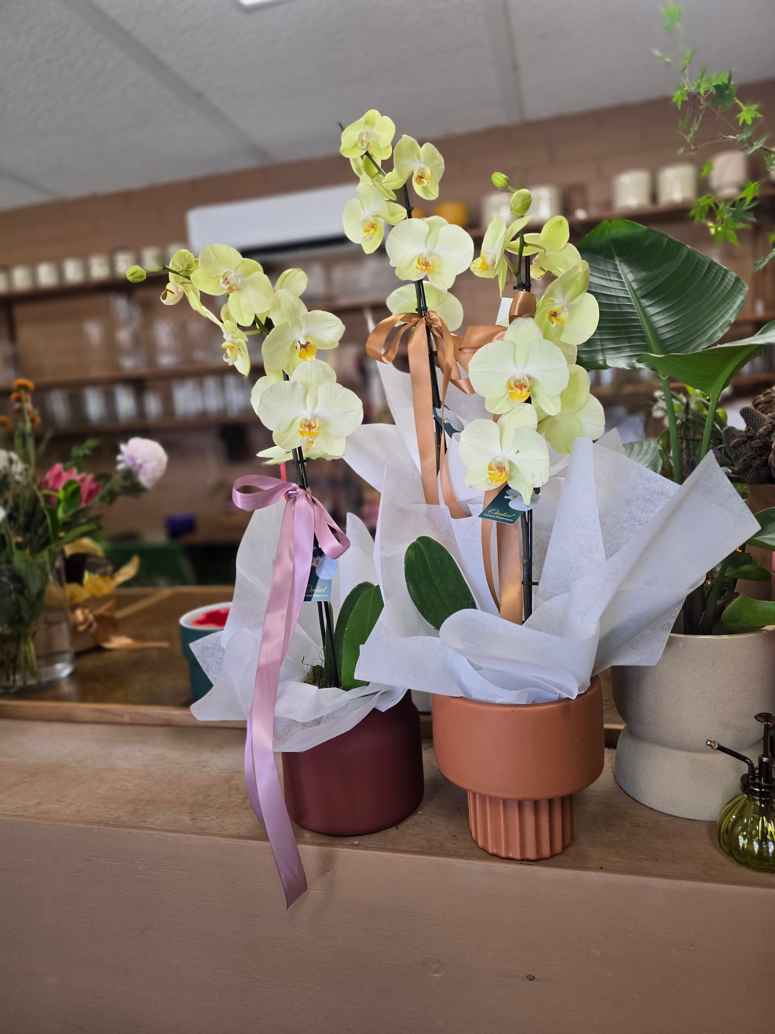 Phalaenopsis Orchid Plant & Pot - Coloured