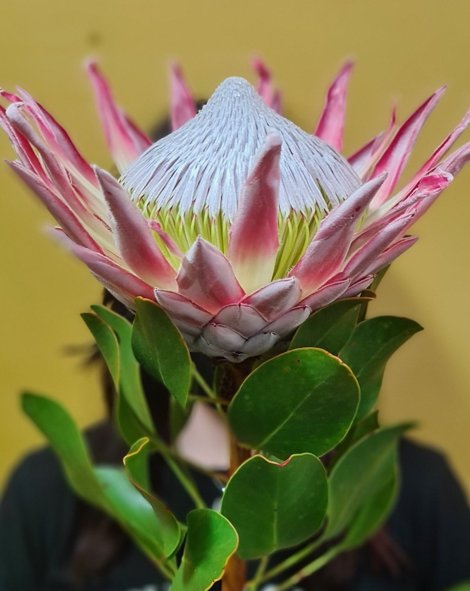 King Protea Stem