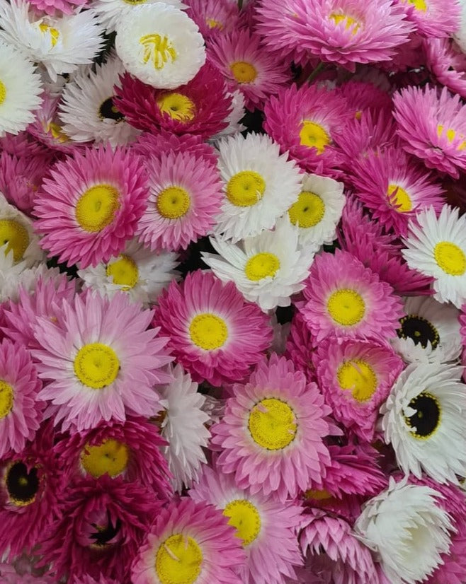 Local Paper Daisies