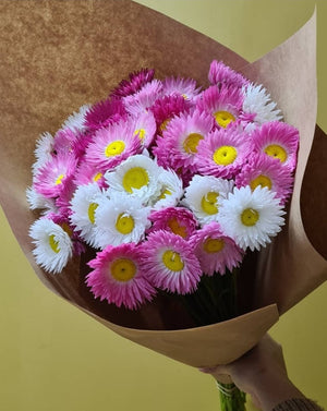 Local Paper Daisies