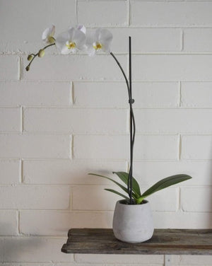 Phalaeopsis Orchid in Pot
