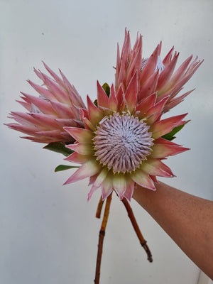 Mini King Protea Stem