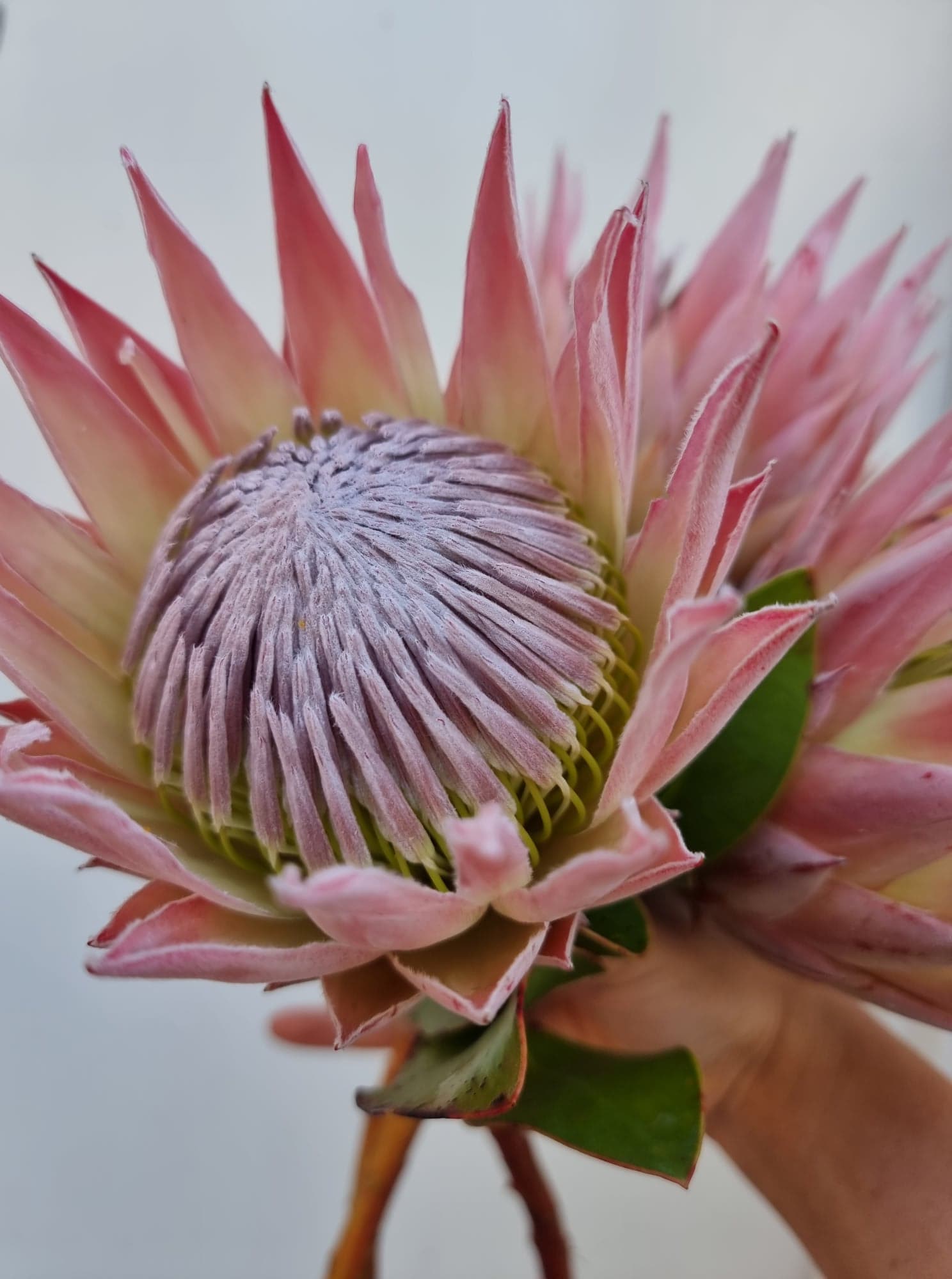 Mini King Protea Stem