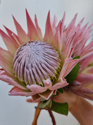 Mini King Protea Stem