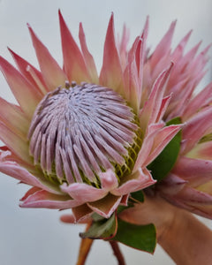 Mini King Protea Stem