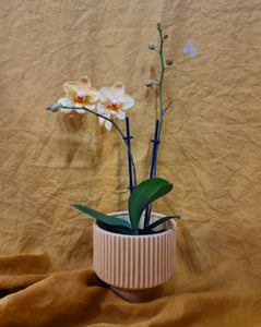 Mini Orchid Plant in Pot